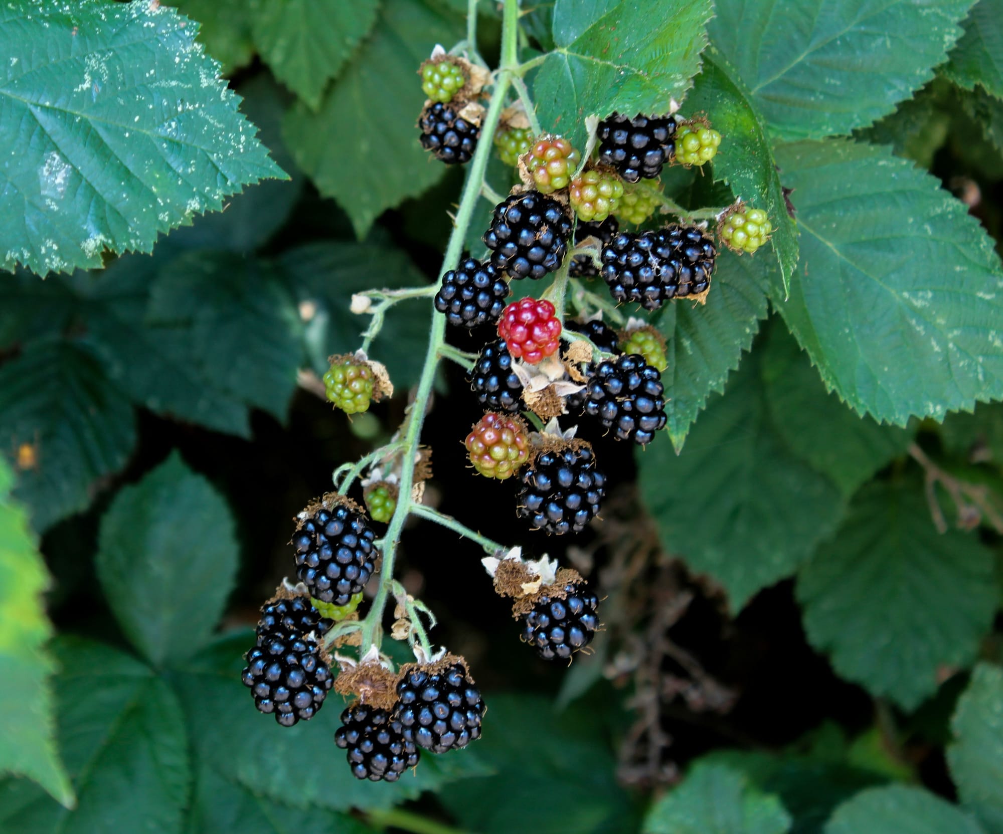blackberries