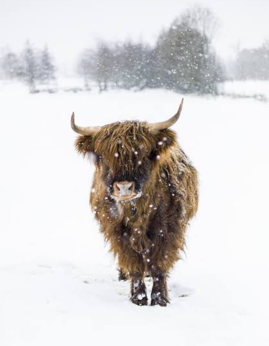 Sn0wBull